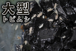 　清潔クリーン　大型トビムシ（アヤトビムシの一種）　約50匹+　活餌　カエル　イモリ　サンショウウオ　パルダリウム　排泄物分解