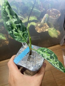 レア　AZ便　Aglaonema pictumMulti colorHD from Aceh barat【AZ0420-1a】ZX個体　アグラオネマ　ピクタム マルチカラー