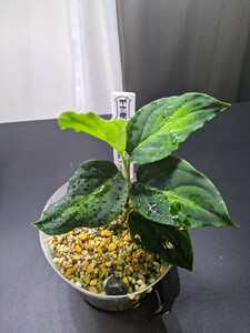 【TZ便】アグラオネマ ピクタム Aglaonema pictum sumatera【T-3075-SC】