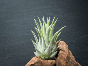 Tillandsia ionantha 'Hawaiian Lavender' from Jerry Domingo ティランジア イオナンタ ハワイアンラベンダー エアプランツ チランジア