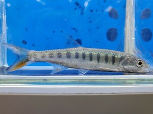 ライアマス　セネガレンシス　体長10センチほど　コイ　バルブ　熱帯魚