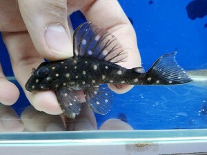 ファンシースポットペコルティア　送料無料！　体長5センチほど　ナマズ　プレコ　ロリカリア　熱帯魚