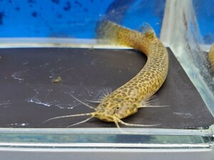 クーリーキャット　体長7センチほど　ナマズ　熱帯魚