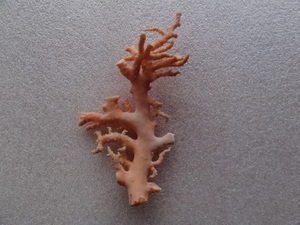 ●天然 珊瑚 原木 赤珊瑚 桃色珊瑚 桃珊瑚 枝珊瑚 コーラル ルース 約9.5ｃｍ / 12ｇ●