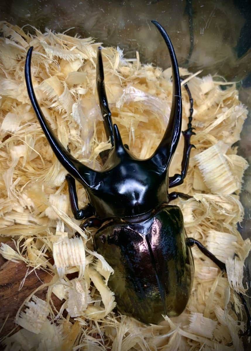 スマトラコーカサスオオカブト♂標本120ミリ - 虫類