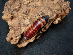 バンピーヒッシングローチ Elliptorhina davidi 幼虫5匹+α【ゴキブリ、ローチ】