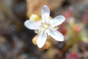 Drosera leioblasta ドロセラ　レイオブラスタ