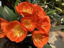 クンシラン　君子蘭　オレンジ花（カップ咲き）_画像4