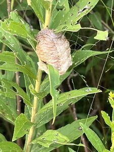 ☆オオカマキリの卵 2個　天然採取　茨城県産　カマキリ☆定形外郵便全国一律120円