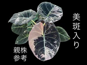 超レア アロカシア ブラックベルベットピンクアルボ 斑入りSUPER RARE Alocasia Black Velvet Pink Albo Variegated 組織培養苗 4