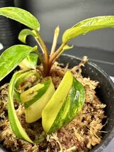 超レア Philodendron Red Congo Variegated フィロデンドロン レッドコンゴ 超美斑入り 組織培養苗　順化済 U5_画像6