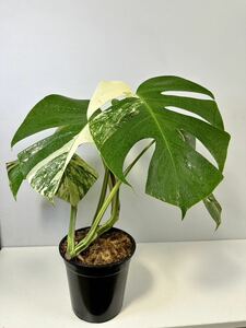 モンステラ ボルシギアナ アルボ ホワイトタイガー斑入り Monstera Borsigiana Albo Variegated X1