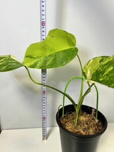 モンステラ　ボルシギアナ　オーレア 黄斑入り Monstera borsigiana Aurea Variegated X9