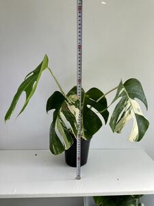 モンステラ ボルシギアナ アルボ ホワイトタイガー斑入り Monstera Borsigiana Albo Variegated G5