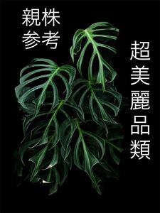 モンステラ バールマルクスフレーム（ディラセラータ）Monstera Burle Marx's Flame Monstera sp.dilacerata 組織培養苗　順化済 双子株S10