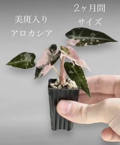 アロカシア バンビーノピンク斑入り Alocasia Bambino Albo Pink V1