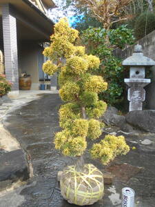 仕立物　☆　黄金真柏　☆　味わい樹形　高さ約79センチ　鉢底から