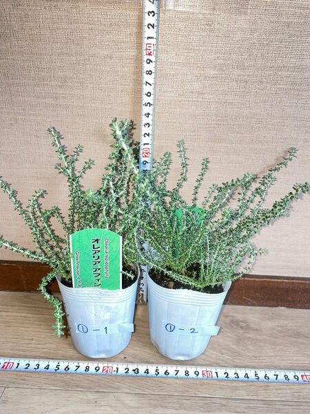 オレアリアアフィン 3号ポット×2個 寄せ植えに人気の植物です ①