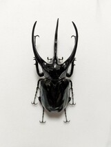 【昆虫標本】WILDタイリクコーカサスオオカブト127.4mm_画像1