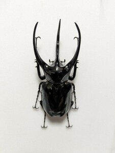 【昆虫標本】WILDタイリクコーカサスオオカブト127.4mm