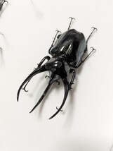 【昆虫標本】WILDタイリクコーカサスオオカブト127.4mm_画像3