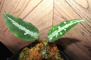 【NEO.東大阪】年末大放出祭 Aglaonema pictum "しるばーらいん"Aceh Sumatra LA1016-03j 