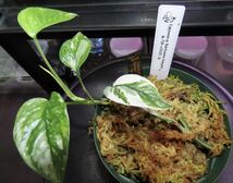 【NEO.東大阪】クリスマス大放出　希少 エピプレムナムsp. ’バリ ハノマン’ Epipprenum sp. Bali ‘Hanoman Variegated’ 1株　観葉植物_画像1