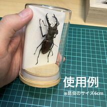 【標本道具】　ガラスケース標本作成セット（中）　昆虫標本入門や自由研究にどうぞ_画像5
