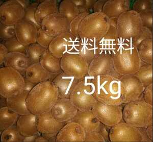 【送料無料】無農薬キウイフルーツ　7,5キロ　130個前後