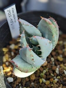 アロエ　ペグレラエ　Aloe peglerae　鉢ごと