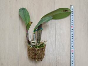 【カトレア・ワルケリアナ】Cattleya walkeriana sib　カトレア　ラン科　シブリング　未開花　抜き苗　