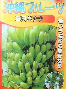 三尺バナナ　苗　果実植物