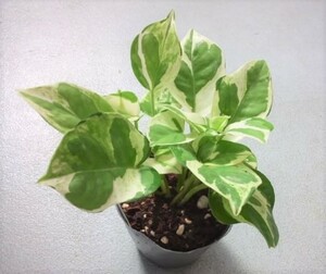 ポトス　斑入り　エンジョイ　苗　観葉植物