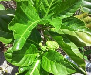 ノニ　たね・種・タネ用（果実)　１個　観葉植物　のに