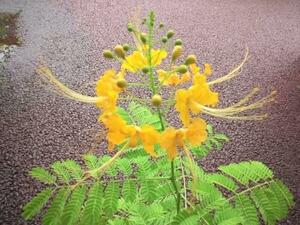 黄色花　オオゴチョウ (黄胡蝶)　種子 鞘 １本　観葉　植物　花木