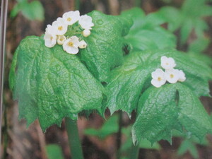 山野草、サンカヨウ、大中４株