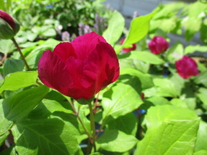 山野草、濃色紅花（津軽紅）の実生品。