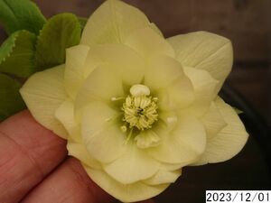 花1ガク0蕾2 開花株3.5号 小野寺園芸生産 八重ダブル クリスマスローズ1201015