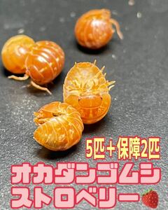 【1スタ】オカダンゴムシストロベリー　5匹＋死着保障2匹、計7匹 0.5cm以上の個体、ランダムでお送りします。画像は参考個体です。