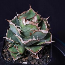 子株 清櫻 アガベ チタノタ (Agave Titanota Seo)_画像2