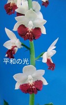 颯　平和の光×天空の華(時代)　未開花中苗２株　６０（えびね・エビネ・春蘭・寒蘭・山野草 )_画像9