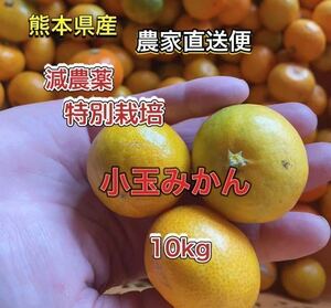 熊本県産 減農薬特別栽培 [早生みかん】小玉10kg10