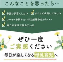 たんぽぽ茶タンポポ茶 ティ-バッグ大容量約230g約67袋数量限定特別価格_画像2