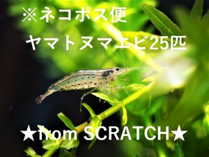 送料無料★ヤマトヌマエビ　25匹＋おまけ分 （ヌマエビ）from SCRATCH