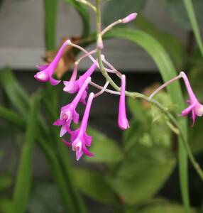 筒弁蘭（Anthogonium gracile） 球根1球 【洋蘭 野生ラン 山野草 サギソウ ウチョウラン エビネ シラン】