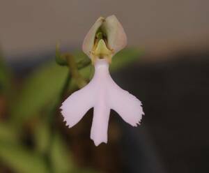 サギソウ「銀河」×Habenaria rhodocheira 球根2球 【交配種 サギソウ ハベナリア Habenaria 野生ラン 蘭】