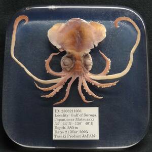 深海生物学術標本　ＩＤ：２３０３２１１０３１