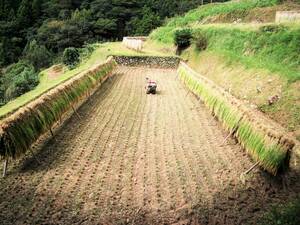 標高３００mの高台で収穫の天日乾燥米