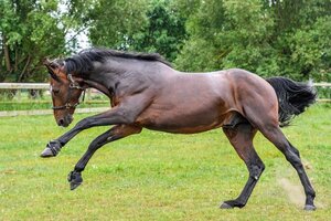 ★大勝利宣言！歴代最強！納得の馬単３～５点競馬術！(競艇、競輪、パチンコ等、キャンブルの好きな方も、必見）