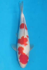 DIRECT鯉　室生養鯉産　ジャンボ当歳　紅白　28cm（1225-4）